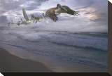 Pelican Plight