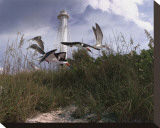 Lighthouse Terns I