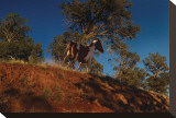 Ridge Runner