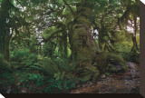 Rain Forest