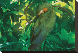 Hidden Green