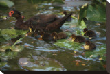 Ducky Swim