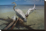 Heron Crossroad