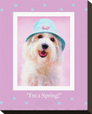 I'm a Spring