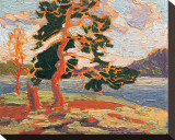 The Pine Tree