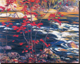 The Red Maple