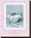 Bowl Dwellers