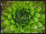 A Giant Lobelia Plant