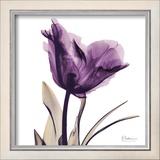 Royal Purple Parrot Tulip