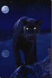 Black Panther in Moonlight