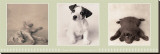 Low-Down Doggy Blues