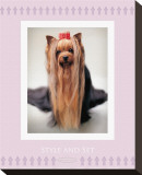 Style and Set