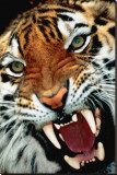 Bengal Tiger Close-Up