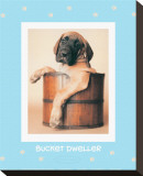 Bucket Dweller
