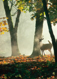 Cerf dans la Forêt