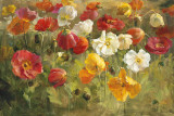 Poppy Field