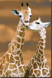 Giraffe First Love