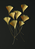 Feuilles de Ginkgo