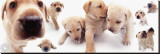 Labrador