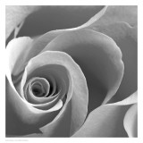 Rose Spiral II