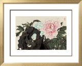 Hibiscuses