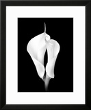 Two White Calla Lilies
