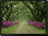 A Beautiful Pathway Lined with Trees and Purple Azaleas