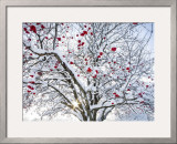 Mountain Ash Tree and Berries in Freshly Fallen Snow in Whitefish  Montana  USA