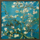 Almond Branches in Bloom  San Remy  c1890