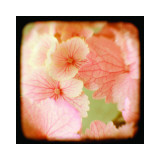 Hydrangea II