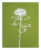 A Chrysanthemum I