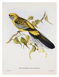 Platycercus Derbianus