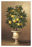 Potted Orange Tree
