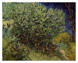 Lilac Bush  1889
