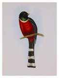 Trogon Mexicanus