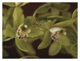 Cymbidium III
