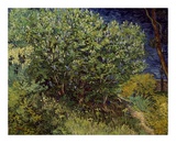 Lilac Bush  1889