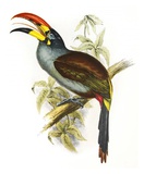 Pteroglossus Hypoglaucus