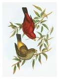 Haematospiza Sipahi