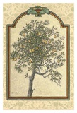 Classical Pear