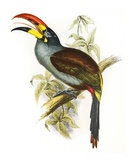 Pteroglossus Hypoglaucus