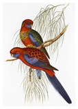 Platycercus Pennantii