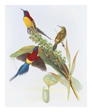 Nectarinia Gouldiae