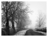Misty Tree-Lined Road