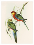 Platycercus Icterotis