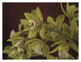 Cymbidium I