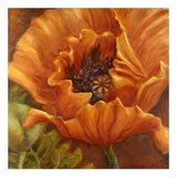 Orange Poppy