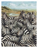 Zebra Gathering