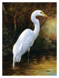 Evening Egret