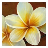 Frangipani I